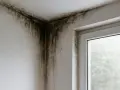 Moisissure envahissant le coin d'une pièce, signe d'un problème d'isolation thermique. Une situation qui peut devenir une obligation de travaux en copropriété.