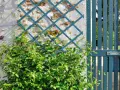 Une plante grimpante s'enroule sur un treillis bleu fixé à un mur de pierre. Une porte bleue est visible à droite.