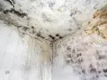 Coin d'une pièce avec moisissures noires et jaunâtres sur le plafond et les murs. Le taux d'humidité de la maison est de 70%, favorisant cette prolifération.