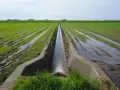 Un canal en béton aide à drainer un terrain gorgé d'eau, avec des rangées de jeunes pousses vertes et des flaques d'eau.
