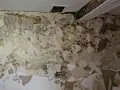 Un mur en pierre rongé par la mérule, le papier peint se détache, révélant des taches sombres et humides.