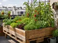 Un potager luxuriant sur un balcon, avec des tomates, concombres et salades dans une **déco jardin** en **palette**. L'**exterieur** est aménagé avec soin.
