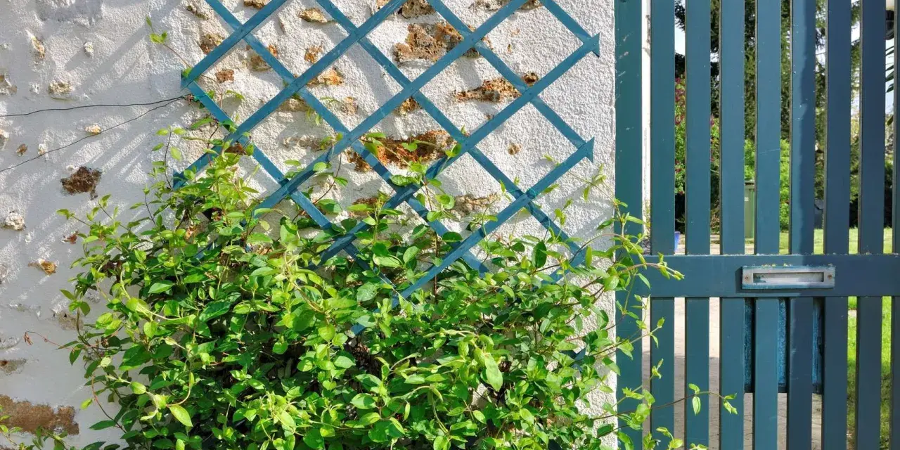 Une plante grimpante s'enroule sur un treillis bleu fixé à un mur de pierre. Une porte bleue est visible à droite.