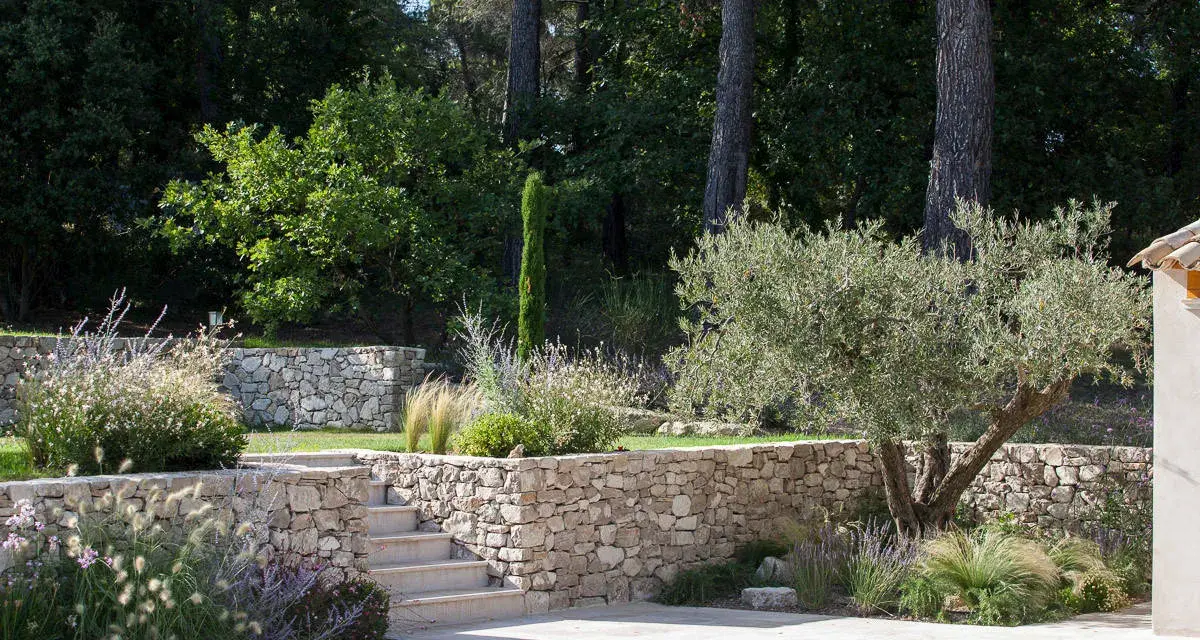 Aménagement d'un jardin en pente : terrassement paysager avec murs en pierre sèche, escalier et olivier.