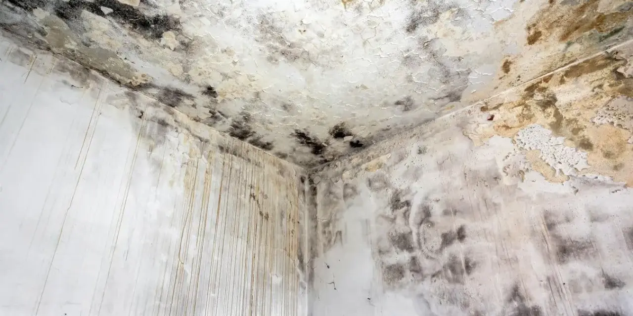 Coin d'une pièce avec moisissures noires et jaunâtres sur le plafond et les murs. Le taux d'humidité de la maison est de 70%, favorisant cette prolifération.