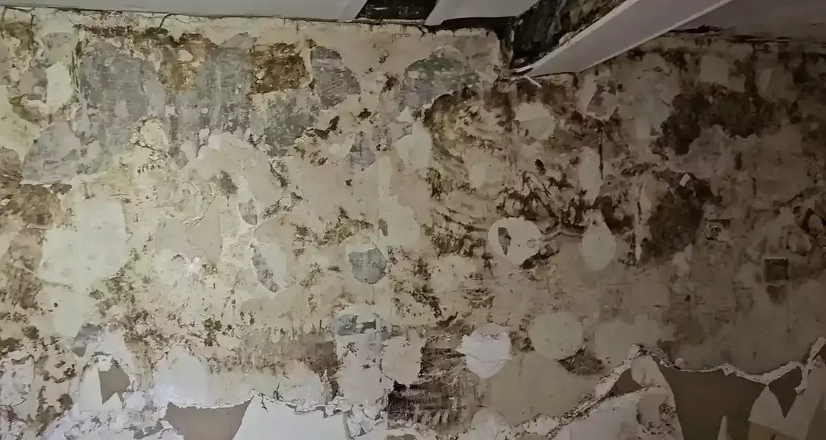 Un mur en pierre rongé par la mérule, le papier peint se détache, révélant des taches sombres et humides.