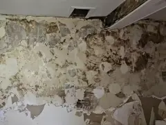 Un mur en pierre rongé par la mérule, le papier peint se détache, révélant des taches sombres et humides.