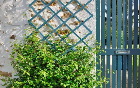 Une plante grimpante s'enroule sur un treillis bleu fixé à un mur de pierre. Une porte bleue est visible à droite.