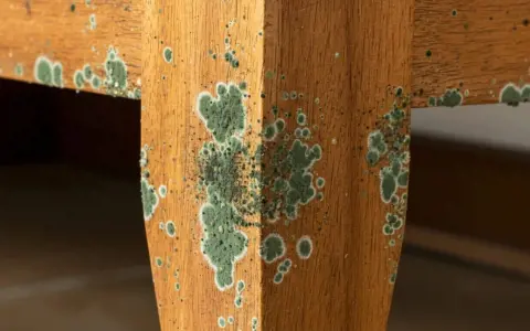 Moisissure verte envahit un meuble en bois. Il est temps d'enlever moisissure bois pour restaurer sa beauté.