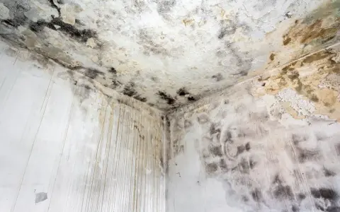 Coin d'une pièce avec moisissures noires et jaunâtres sur le plafond et les murs. Le taux d'humidité de la maison est de 70%, favorisant cette prolifération.
