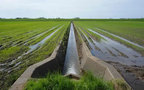 Un canal en béton aide à drainer un terrain gorgé d'eau, avec des rangées de jeunes pousses vertes et des flaques d'eau.