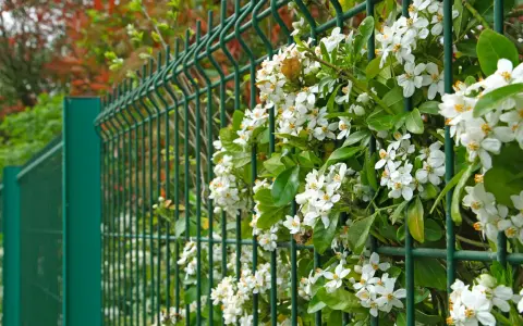 Des fleurs blanches grimpent sur une clôture verte, offrant une belle idée pour comment attacher un brise vue naturel.