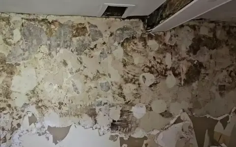 Un mur en pierre rongé par la mérule, le papier peint se détache, révélant des taches sombres et humides.