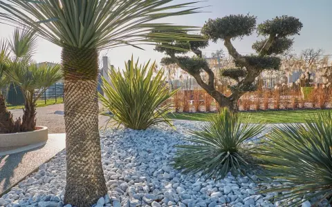 Jardin moderne avec un massif de galets blancs, palmiers et arbustes taillés. Une belle idée déco massif avec galets pour un style épuré.