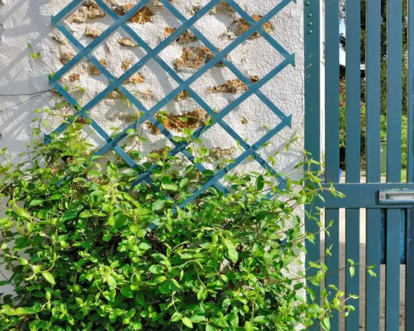 Une plante grimpante s'enroule sur un treillis bleu fixé à un mur de pierre. Une porte bleue est visible à droite.