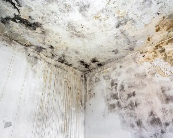 Coin d'une pièce avec moisissures noires et jaunâtres sur le plafond et les murs. Le taux d'humidité de la maison est de 70%, favorisant cette prolifération.