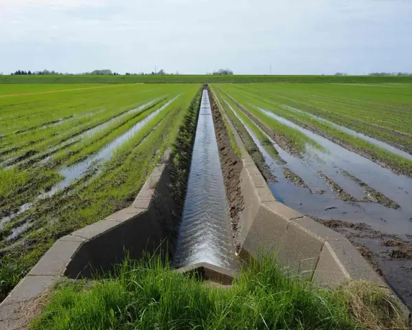 Un canal en béton aide à drainer un terrain gorgé d'eau, avec des rangées de jeunes pousses vertes et des flaques d'eau.
