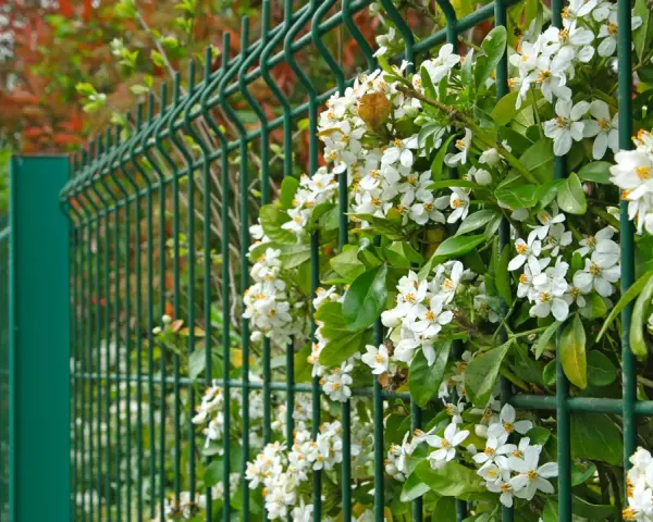 Des fleurs blanches grimpent sur une clôture verte, offrant une belle idée pour comment attacher un brise vue naturel.