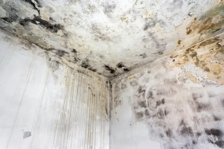 Coin d'une pièce avec moisissures noires et jaunâtres sur le plafond et les murs. Le taux d'humidité de la maison est de 70%, favorisant cette prolifération.