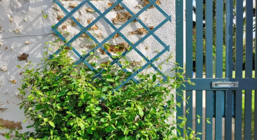 Une plante grimpante s'enroule sur un treillis bleu fixé à un mur de pierre. Une porte bleue est visible à droite.
