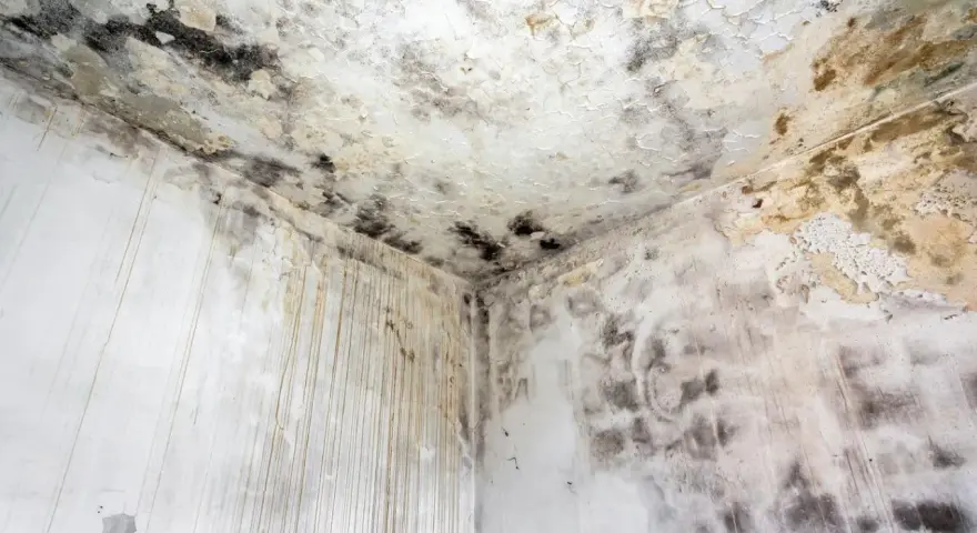 Coin d'une pièce avec moisissures noires et jaunâtres sur le plafond et les murs. Le taux d'humidité de la maison est de 70%, favorisant cette prolifération.