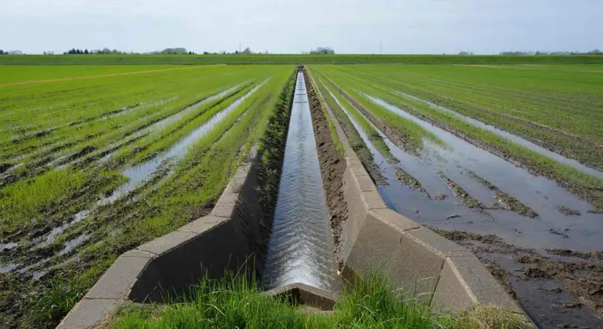 Un canal en béton aide à drainer un terrain gorgé d'eau, avec des rangées de jeunes pousses vertes et des flaques d'eau.