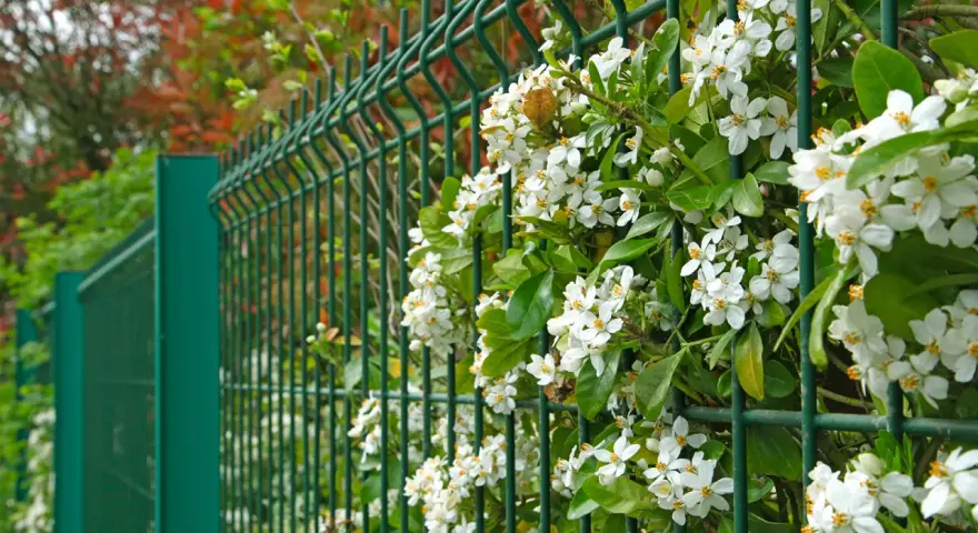 Des fleurs blanches grimpent sur une clôture verte, offrant une belle idée pour comment attacher un brise vue naturel.