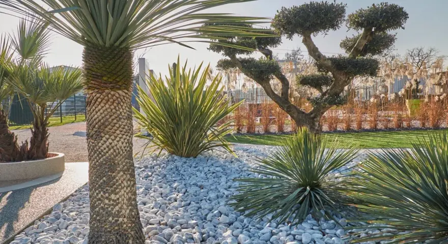 Jardin moderne avec un massif de galets blancs, palmiers et arbustes taillés. Une belle idée déco massif avec galets pour un style épuré.