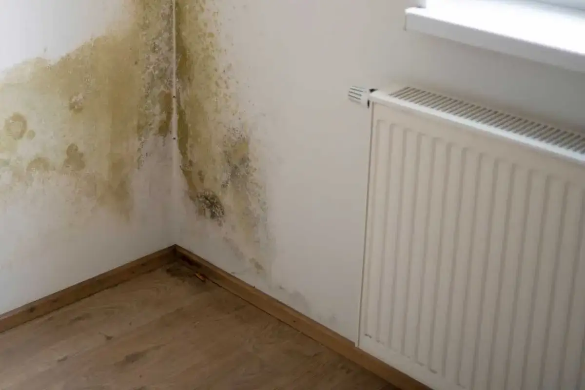 Coin de mur avec moisissure jaune et verte. Un radiateur blanc est visible &agrave; droite. Ce mur a besoin d'un isolant bruit mur.