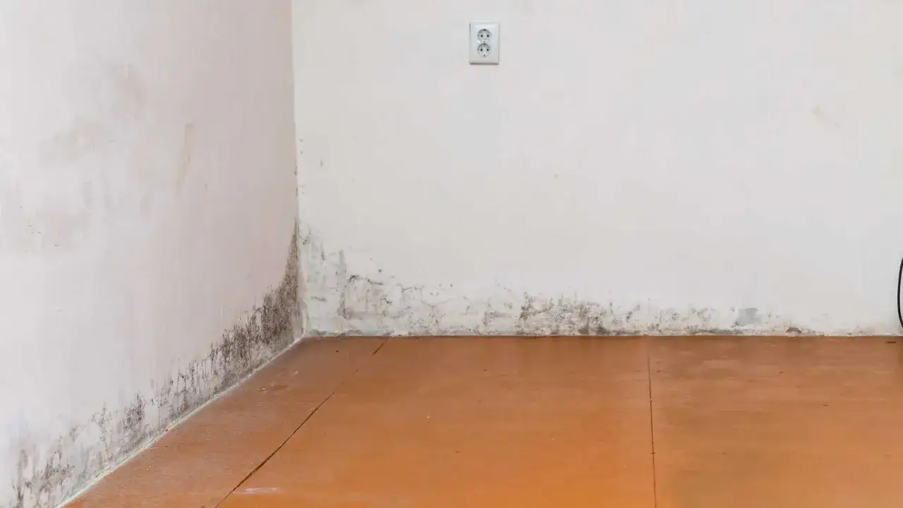 Moisissure noire visible le long du bas des murs blancs, signe d'humidit&eacute; au sol. Le carrelage orange est l&eacute;g&egrave;rement humide.