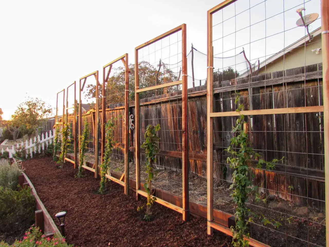 Installation de fixation treillis sur mur en bois pour soutenir des plantes grimpantes. Le jardin est prêt pour la croissance.